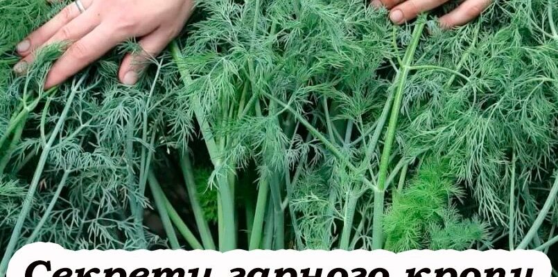 5 секретів гарного кропу. Чим підживлювати та як правильно поливати. деталі