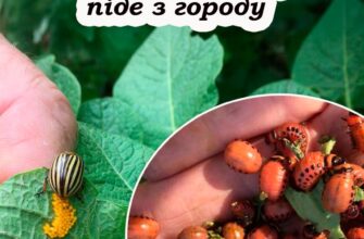 5 способів прогнати колорадського жука з городу, поки не з’їв увесь врожай