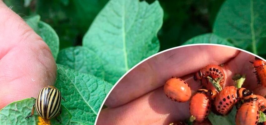5 способів прогнати колорадського жука з городу, поки не з’їв увесь врожай