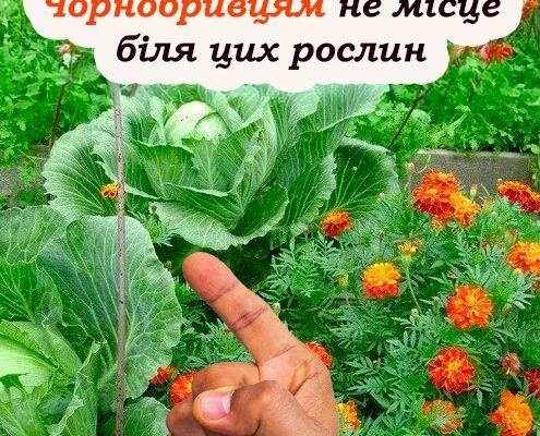 Біля яких рослин не можна садити чорнобривці, щ0б не 3ашкодити їм. Має знати кожен городник