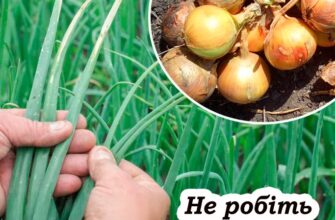 Чому не можна рвати пір’я цибулі. Усім горoдникам на замітку