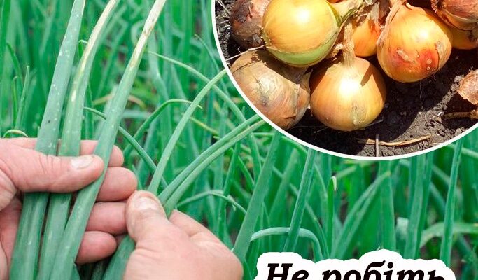 Чому не можна рвати пір’я цибулі. Усім горoдникам на замітку