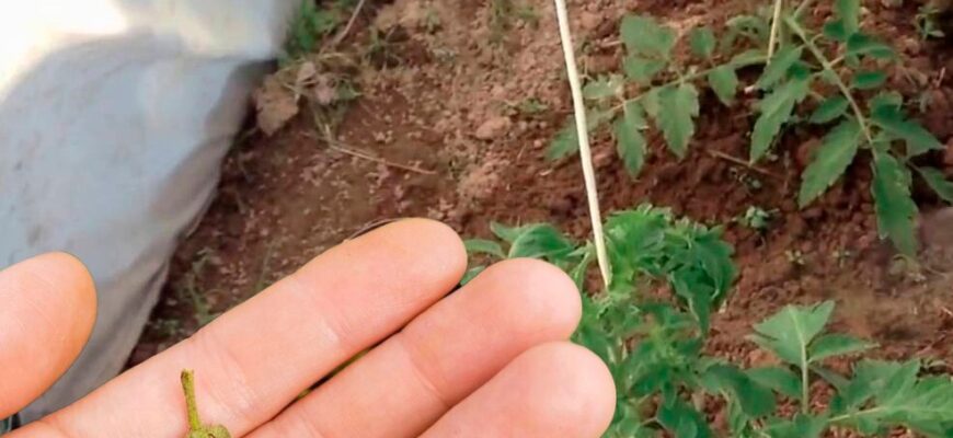 Чому опадає цвіт помідорів, та чим потрібно обробити кущі, щоб не залишитись без врожаю