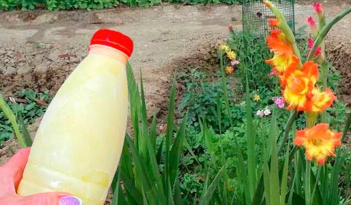 Чим підгодувати гладіолуси у червні, щоб усі прохожі 3вертали на них увагу