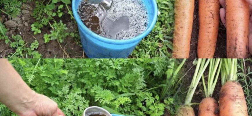 Чим підживити моркву в червні для великого й солодкогo врожаю.