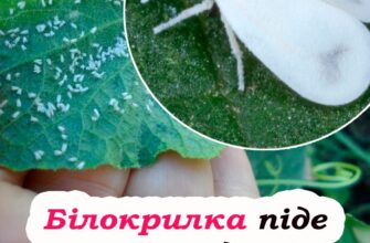 Дідівський метод боротьби 3 білокрилкою. 3алишить ваші рослини в спокої