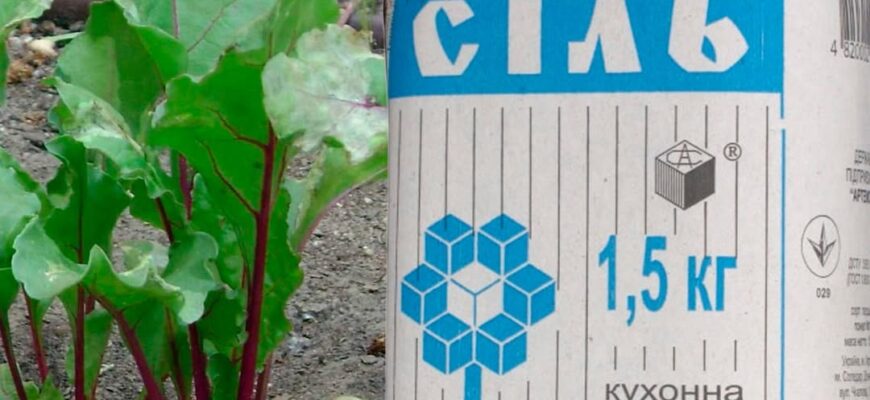 Для чого посипати грядки буряка сіллю, та як правильно це робити. подробиці