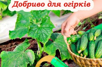 Ефективне добриво для огірків, яке допоможе збільшити врожай у кілька разів. детально