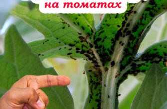 Гроза томатів – чорна попелиця. Як з нею боротися, щоб не втратити врожай