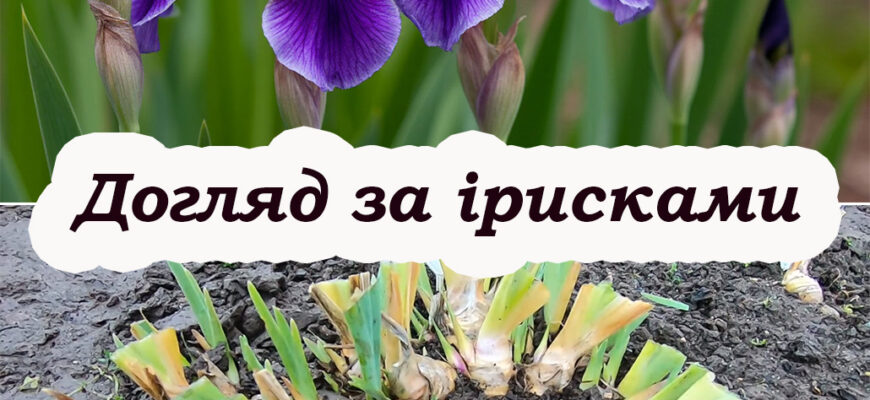 Іриси відцвіли: що робити далі, щоб квіти гарно розросталuсь