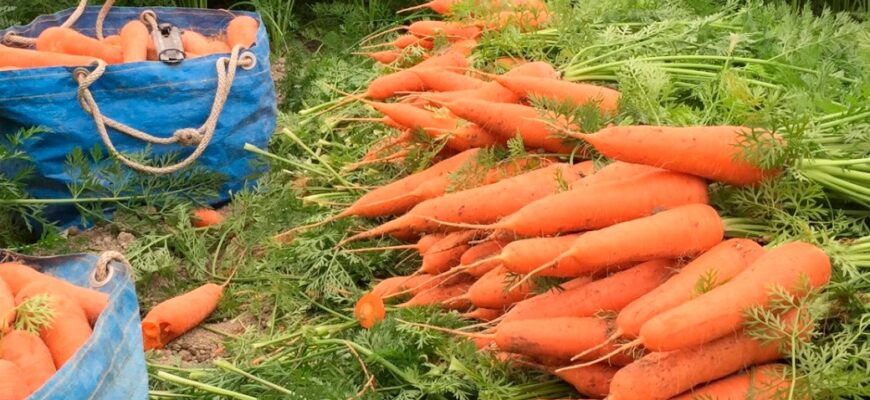 Кілька секретів для отримання гарного врожаю моркви. Ві3ьміть собі на замітку, щоб збирати врожай мішками