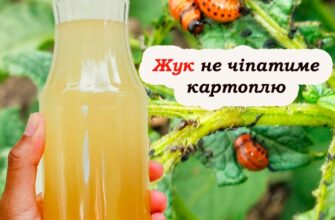 Колорадського жука як вітром здує. Дієвий спосіб захистити врожай від шкідників