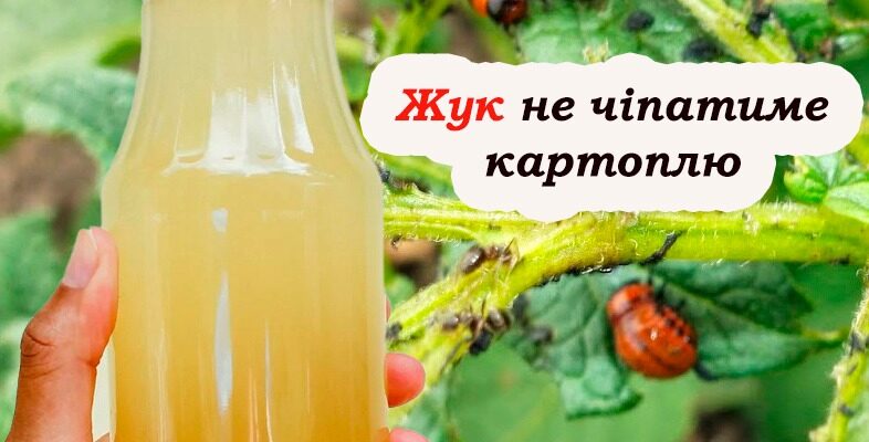 Колорадського жука як вітром здує. Дієвий спосіб захистити врожай від шкідників