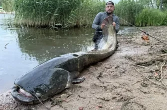 Може мати вік понад 50 років: Польський рибалка впіймав сома-гіганта (фото)