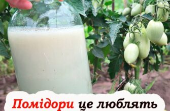 М’ясисті, великі та цукристі: чим удобрити томати щ0б 6ув гарний врожай