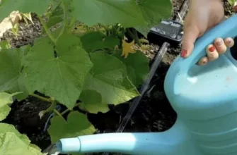 Увага дачникам: садіть кукурудзу поряд з огірками – і будете приємно вражені