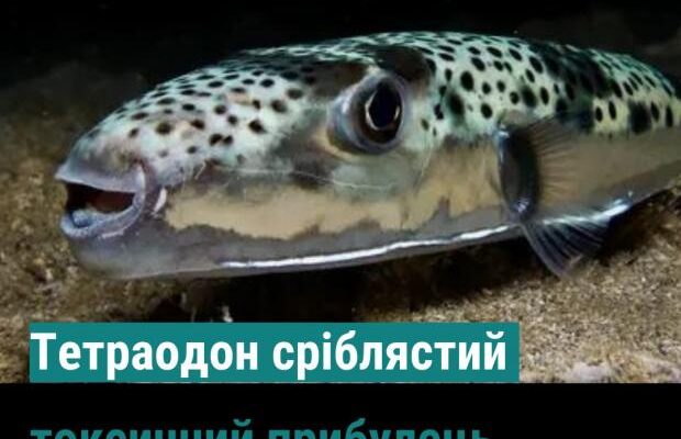 Не акула, але теж може вбuти: У Чорному морі збільшилась популяція смертельно небезпечної риби – сріблястого тетраодону