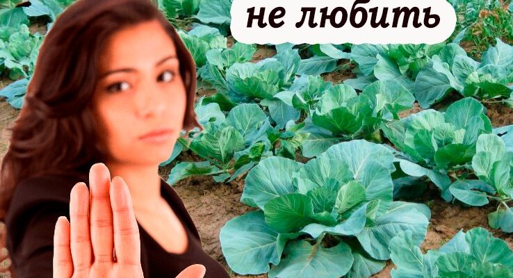 Не допускайте цих помилок під час вирощування капусти, щоб не втратити врожай. детально