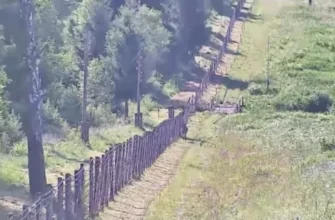 Ніби знає, на що звертати увагу: Прикордонники показали “оленячий патруль” на Львівщині (відео)