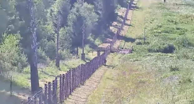Ніби знає, на що звертати увагу: Прикордонники показали “оленячий патруль” на Львівщині (відео)