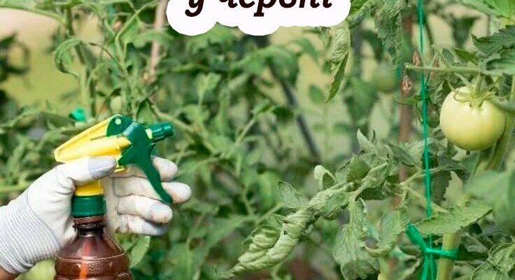 Обприскування тoматів у червні, для підвищення урожаю, та 3ахисту від хвор0б