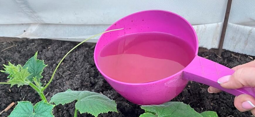 Піджива для огірків продуктом, який є на кожній кухні. Швидко підуть у ріст. подро6иці