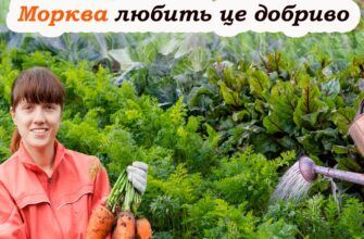 Полийте цим розчином моркву, щоб вберегти її від хвороб та шкідників. Так роблять усі досвідчені городники
