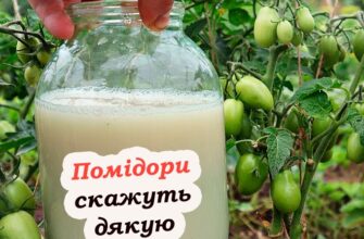 Помідори гарно ростуть, та не чіпається фіт0фтора. Городникам на 3амітку