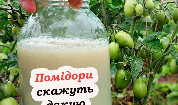 Помідори гарно ростуть, та не чіпається фіт0фтора. Городникам на 3амітку