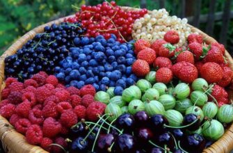 Приємний сюрприз: В Україні різко змінилася ціна на популярні ягоди