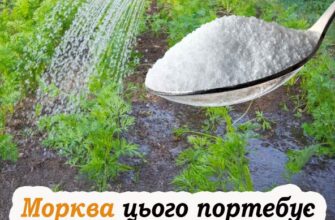 Що потрібно додати у воду для поливу моркви, щоб отримати великий врожай. детально