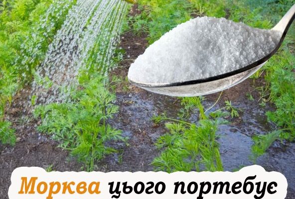 Що потрібно додати у воду для поливу моркви, щоб отримати великий врожай. детально