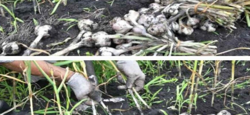 Що я обов’язково саджаю на грядці після часнику і завжди з чудовим урожаєм