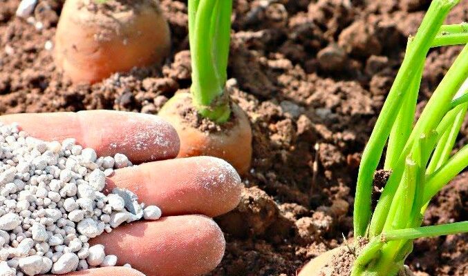Солодка та хрустка: 5 секретів вирощування великої моркви. подробиці