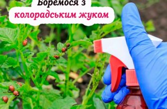 Способи, як ефективно боротися з колорадським жуком: розказуємо про реалістичний підхід без ілюзій