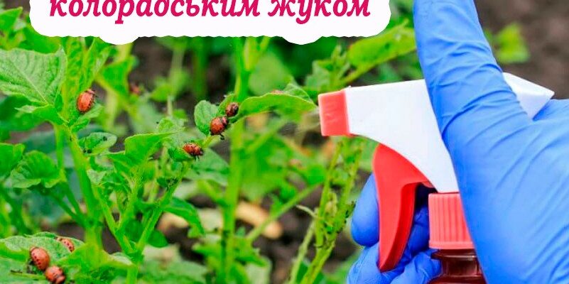 Способи, як ефективно боротися з колорадським жуком: розказуємо про реалістичний підхід без ілюзій