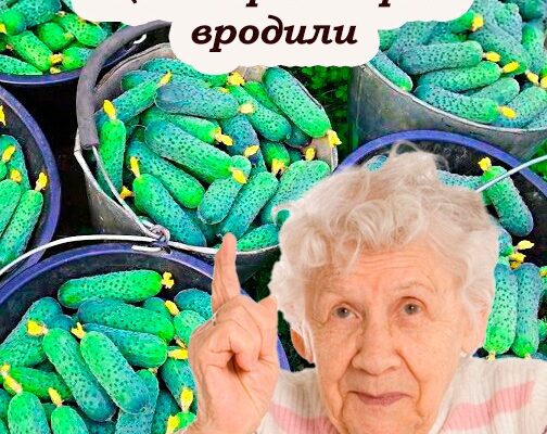 Всього одна хитрість, щоб збирати огірки відрами. Малo хто з городників знає про це