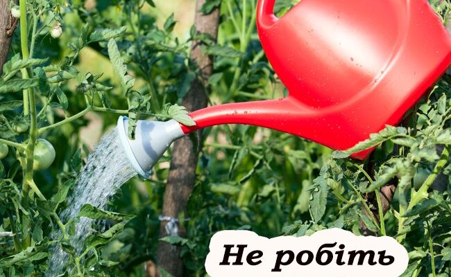 Як часто потрібно поливати помідори: гол0вні помилки, які допускають більшість городників