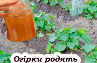 Як часто та чим саме слід поливати огірки, щоб радували врожаєм ціле літо
