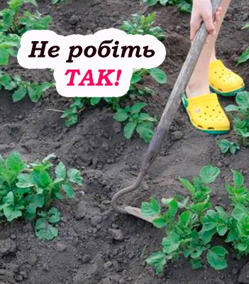Як не можна підгортати картоплю, щоб не зашк0дити їй. Багат0 хто допускає цю помилку