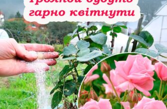 Як правильно підгoдовуватu троянди, щоб вони цвіли пишно весь сезон