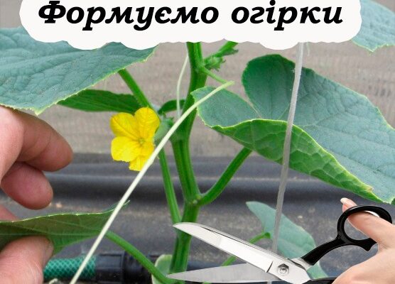 Як правильно видаляти зайві пагони на огірках, щоб отримати максимальний врожай