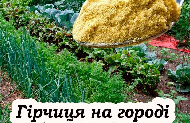Як суха гірчиця допоможе позбутися багатьох проблем на городі. Варто знати кожному городнику. детально