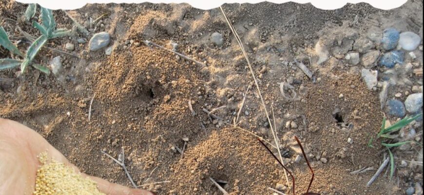 Як за допомогою пшона, позбутися усіх мурах на гор0ді. Швидкий та дієвий сп0сі6