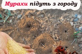 Як за допомогою пшона, позбутися усіх мурах на городі. Швидкий та дієвий сп0сі6