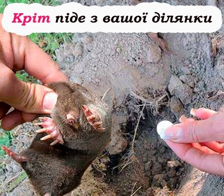 Якщо хочете позбутися від кротів на своїй ділянці, тоді використовуйте тільки ці методи