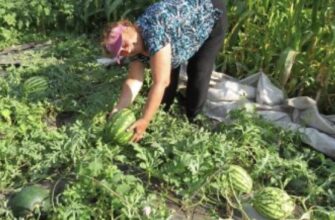 Три головні правила вирощування кавунів, щоб були соковиті та великі. Беріть на замітку