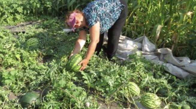 Три головні правила вирощування кавунів, щоб були соковиті та великі. Беріть на замітку