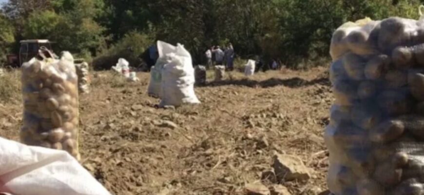 Моя бабуся підгодовувала картоплю своїм “секретним еліксиром” і вона вродила по 5 кг з куща! Рецепт з грядки дитинства.