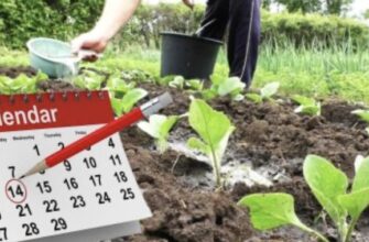 Місячний посівний календар на червень 2025 року. Сприятливі та не сприятливі дні. Беріть на замітку